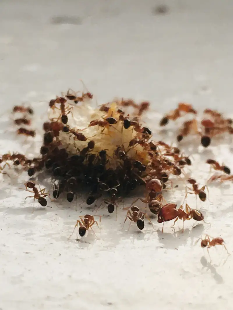 Ants gathered around food