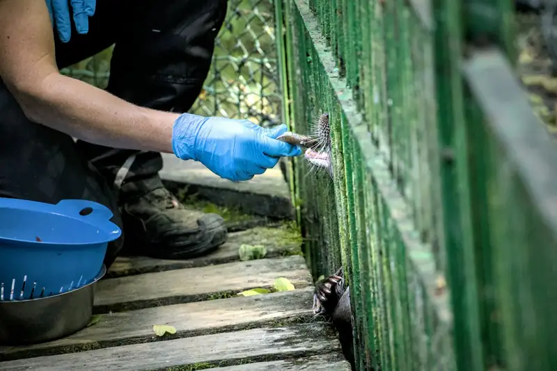 Pest control technician treating along a fence