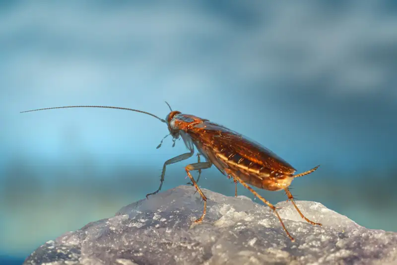 Cockroach on a surface