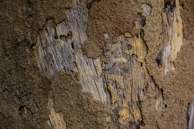 Wood damaged by termites